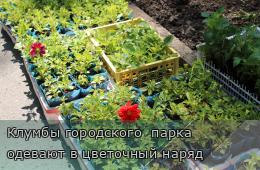 09.06.2025 Клумбы городского  парка одевают в цветочный наряд | Администрация муниципального округа город Партизанск Приморского края Официальный сайт