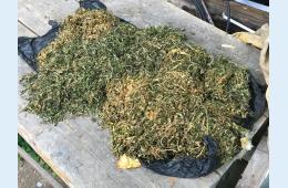 24.12.2021 В Партизанске перед судом предстанет обвиняемый в хранении конопли и гашишного масла | Администрация муниципального округа город Партизанск Приморского края Официальный сайт