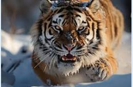 13.02.2024 Осторожно ТИГРЫ! | Администрация муниципального округа город Партизанск Приморского края Официальный сайт