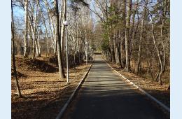 17.04.2024 Аварийные деревья приведут в порядок | Администрация муниципального округа город Партизанск Приморского края Официальный сайт