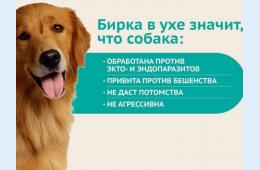 01.03.2024 Безнадзорные собаки будут отправлены в приют | Администрация муниципального округа город Партизанск Приморского края Официальный сайт