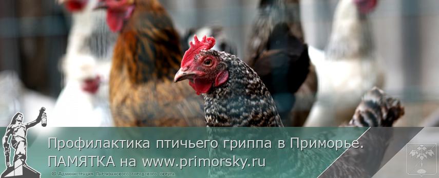 Профилактика птичьего гриппа в Приморье. ПАМЯТКА на www.primorsky.ru | Администрация муниципального округа город Партизанск Приморского края Официальный сайт Профилактика птичьего гриппа в Приморье. ПАМЯТКА на www.primorsky.ru | Администрация муниципального округа город Партизанск Приморского края Официальный сайт