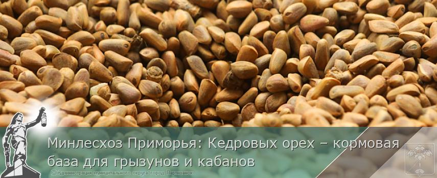 Минлесхоз Приморья: Кедровых орех – кормовая база для грызунов и кабанов | Администрация муниципального округа город Партизанск Приморского края Официальный сайт