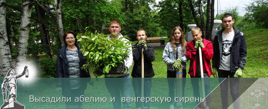 Высадили абелию и  венгерскую сирень | Администрация муниципального округа город Партизанск Приморского края Официальный сайт