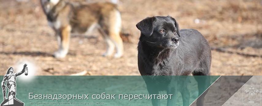 Безнадзорных собак пересчитают | Администрация муниципального округа город Партизанск Приморского края Официальный сайт